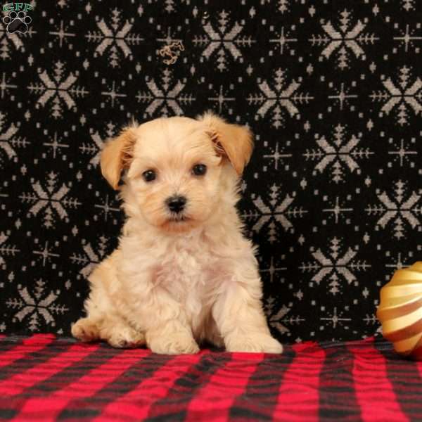 Jack, Maltipoo Puppy